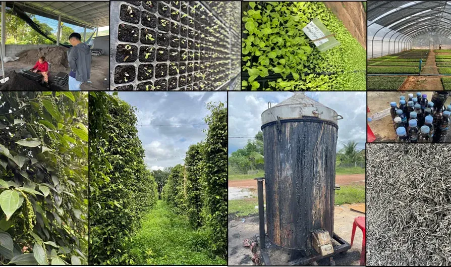 ការ​សិក្សា​ បង្ហាញថា​ សហគមន៍​កសិកម្ម​ទំនើប​ជួយ​បង្កើន​ប្រាក់​ចំណេញ​ ប៉ុន្តែ​នៅ​ខ្វះ​ទុន - AMS Article Thumbnail