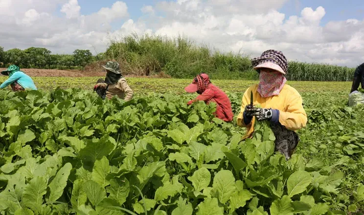 ​ADB ផ្ដល់​​កញ្ចប់ថវិកា​៧២លានដុល្លារដល់កម្ពុជា​​​ ដើម្បីអភិវឌ្ឍន៍​សេដ្ឋកិច្ចកសិករខ្នាតតូចនៅតាមជន​បទ - AMS Article Thumbnail