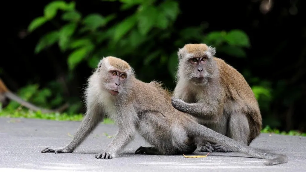 ស្វាកន្ទុយ​វែង​ ​៤​៤​ក្បាល​ត្រូវ​បាន​សង្គ្រោះ​ពី​កា​រលក់​ ​នៅ​ថៃ​