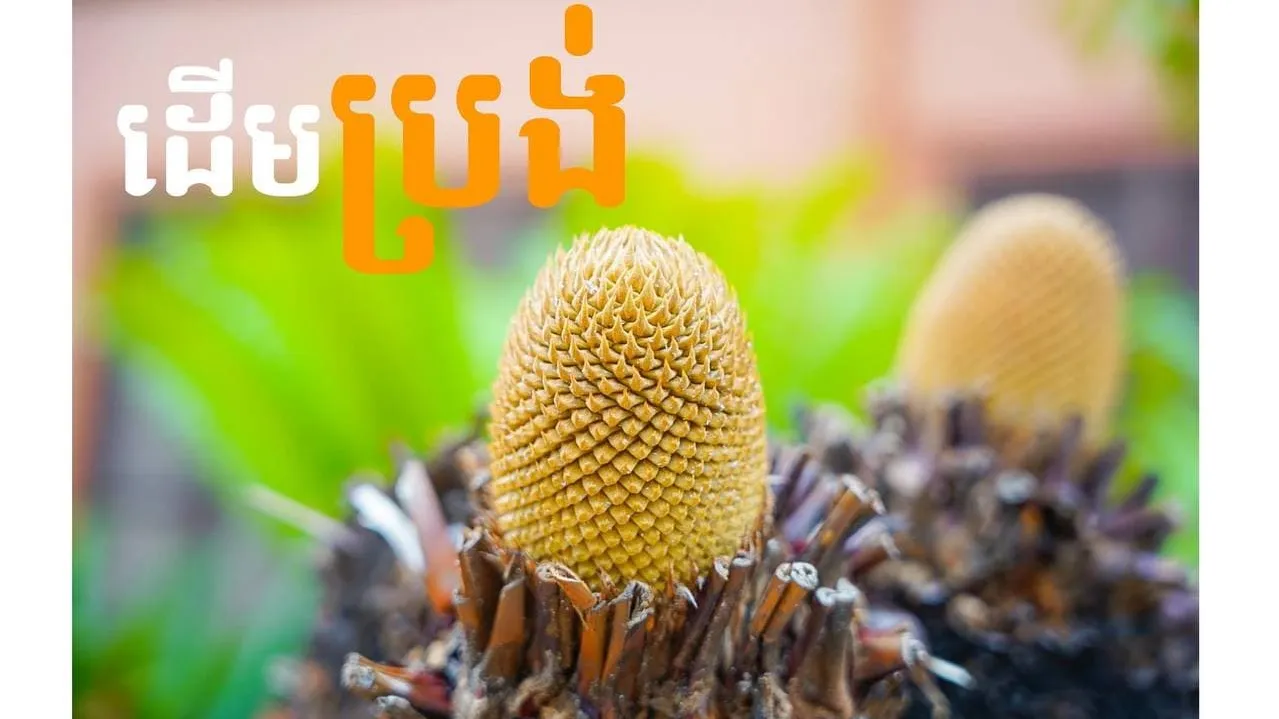 ដើមប្រង់ ( Cycas )