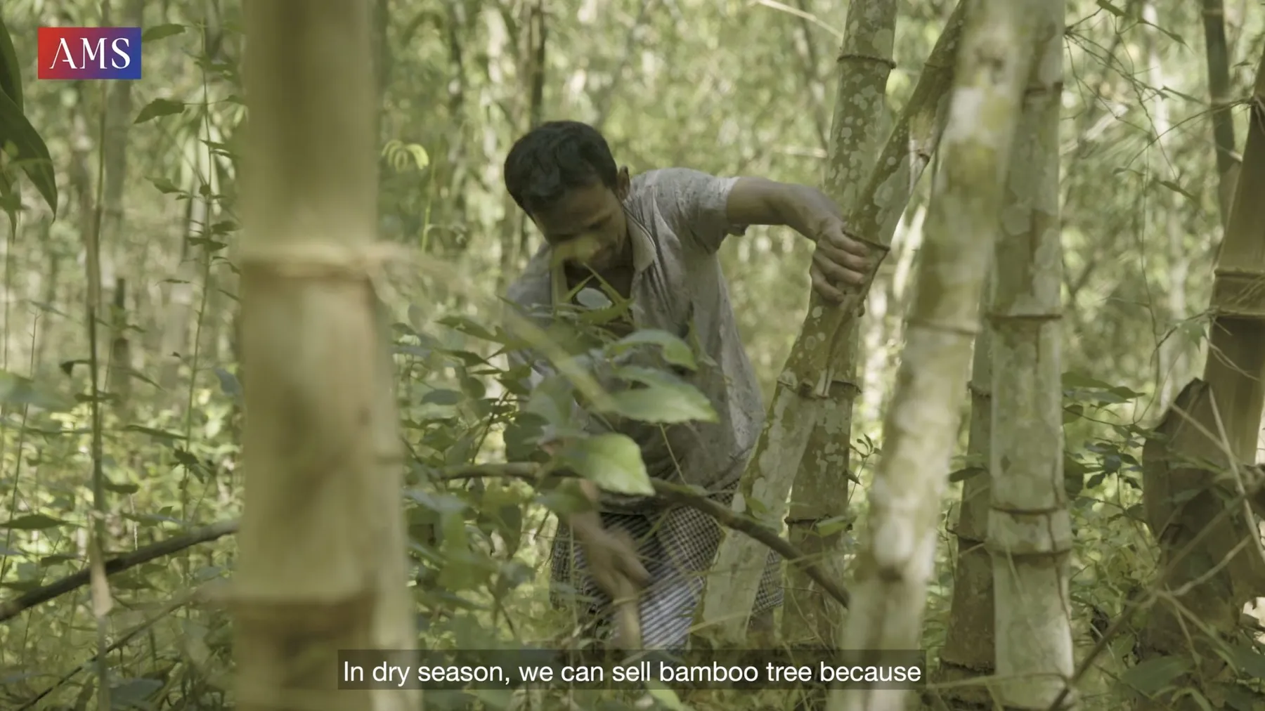 Phumi Knhom Ep07: អត្ថប្រយោជន៍ឫស្សី