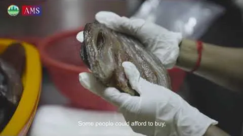 Phumi Knhom Ep09: សិប្បកម្មត្រីងៀត