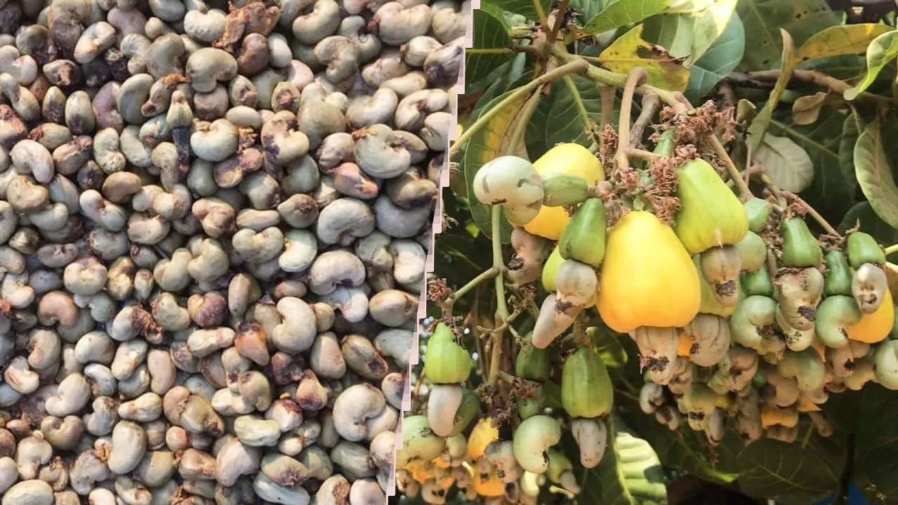 កម្ពុជារំពឹងថា នឹងមានវិនិយោគិនជប៉ុនមកសាងសង់រោងចក្រនៅកម្ពុជា ក្រោយគ្រាប់ស្វាយចន្ទីកម្ពុជាបង្ហាញវត្តមានក្នុងពិព័រណ៍ម្ហូបអាហារកម្រិតពិភពលោកនៅជប៉ុន