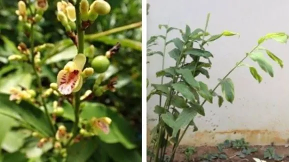 រំដេងព្រៃ (wild ginger)