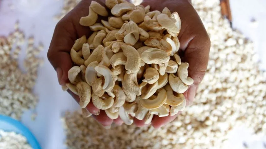 កម្ពុជានាំចេញគ្រាប់ស្វាយចន្ទីទៅក្រៅប្រទេស សម្រេចបាន៦៧ ម៉ឺនតោន នៅឆ្នាំ២០២២