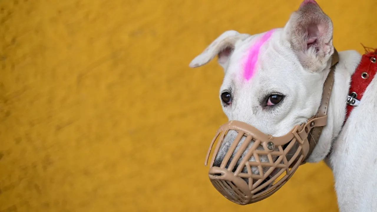 ឥណ្ឌូនេស៊ីហាមឃាត់លក់ ឬបរិភោគសាច់ឆ្កែ និងឆ្មា