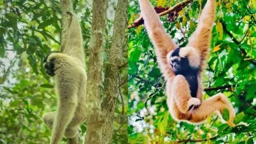 កូនទោចម្កុដ ជាទូទៅនឹងផ្តាច់ដោះពីមេនៅពេលអាយុ ១៨ ខែ និងរស់នៅជាមួយមេរបស់វារហូតដល់អាយុ៥ ទៅ ៨ឆ្នាំ