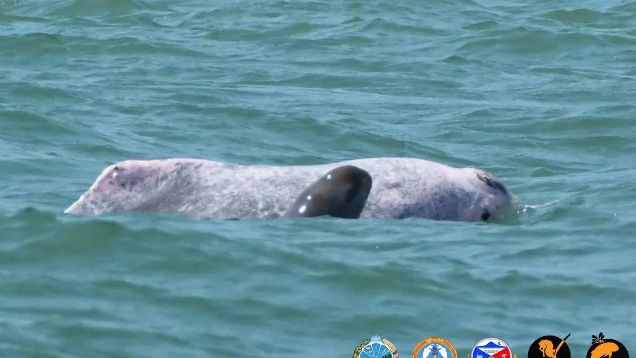 អង្គការអភិរក្សសមុទ្រកម្ពុជាបង្ហាញលទ្ធផលស្រាវជ្រាវថ្មីពីពូជសត្វផ្សោត និងទំនាក់ទំនងដ៏កម្ររបស់ពួកវា