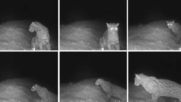 កម្ពុជាប្រទះឃើញវត្តមានសត្វខ្លាត្រីជាថ្មីម្តងទៀតនៅតំបន់បឹងទន្លេសាប