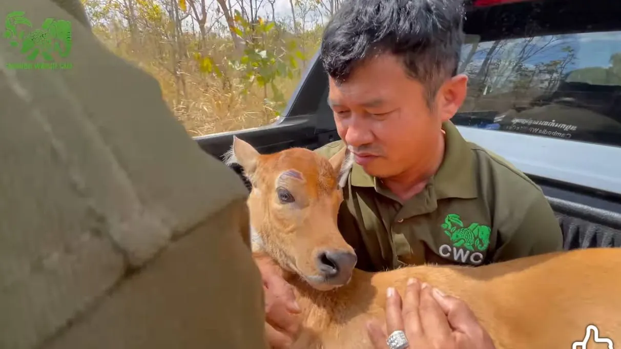 ប្រជាសហគមន៍ប្រាំបីមុំជួយសង្រ្គោះកូនទន្សោងមួយក្បាលដែលវង្វេងមេក្នុងដីចម្ការអំពៅ