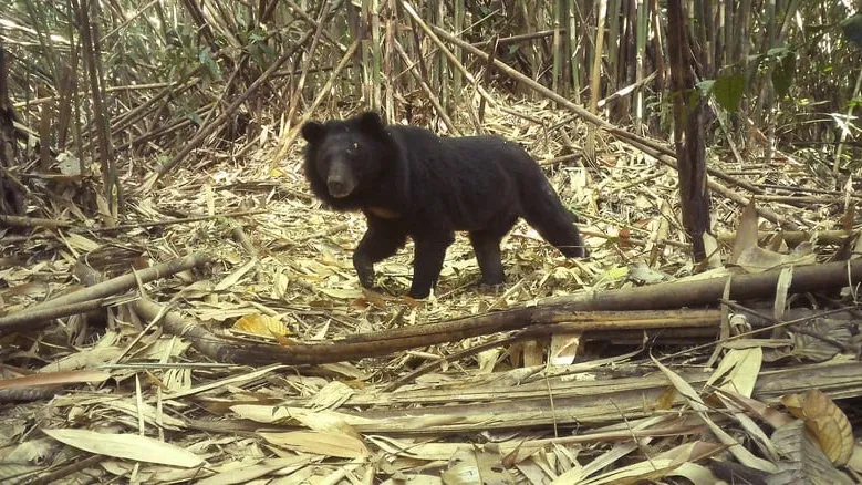 ម៉ាស៊ីនថតស្វ័យប្រវត្តិកត់ត្រាវត្តមានសត្វកម្រ៤២ប្រភេទក្នុងឧទ្យានជាតិវីរជ័យ