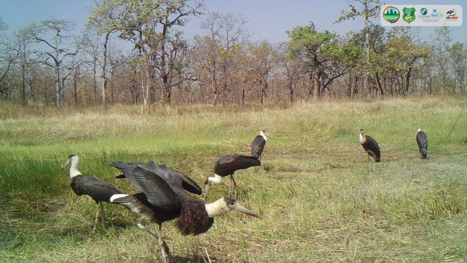 ជីវៈចម្រុះនៅដែនជម្រកសត្វព្រៃលំផាត់ ពឹងផ្អែកខ្លាំងលើត្រពាំងទឹកធម្មជាតិនៅរដូវប្រាំង