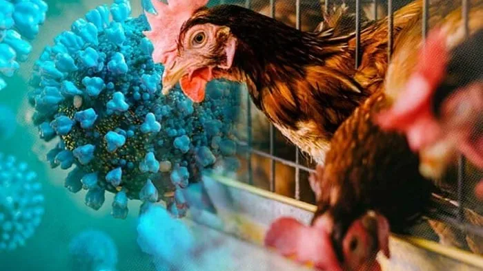 ស្ត្រីអាយុ ៦៦ឆ្នាំម្នាក់នៅស្រុករំដួល ត្រូវបានរកឃើញថា មានជំងឺផ្តាសាយបក្សី