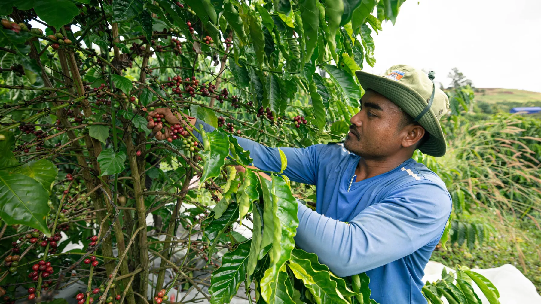 កាហ្វេមណ្ឌលគិរីមានទីផ្សារកាន់តែល្អ សហគមន៍ជំរុញពង្រីកការដាំដុះ