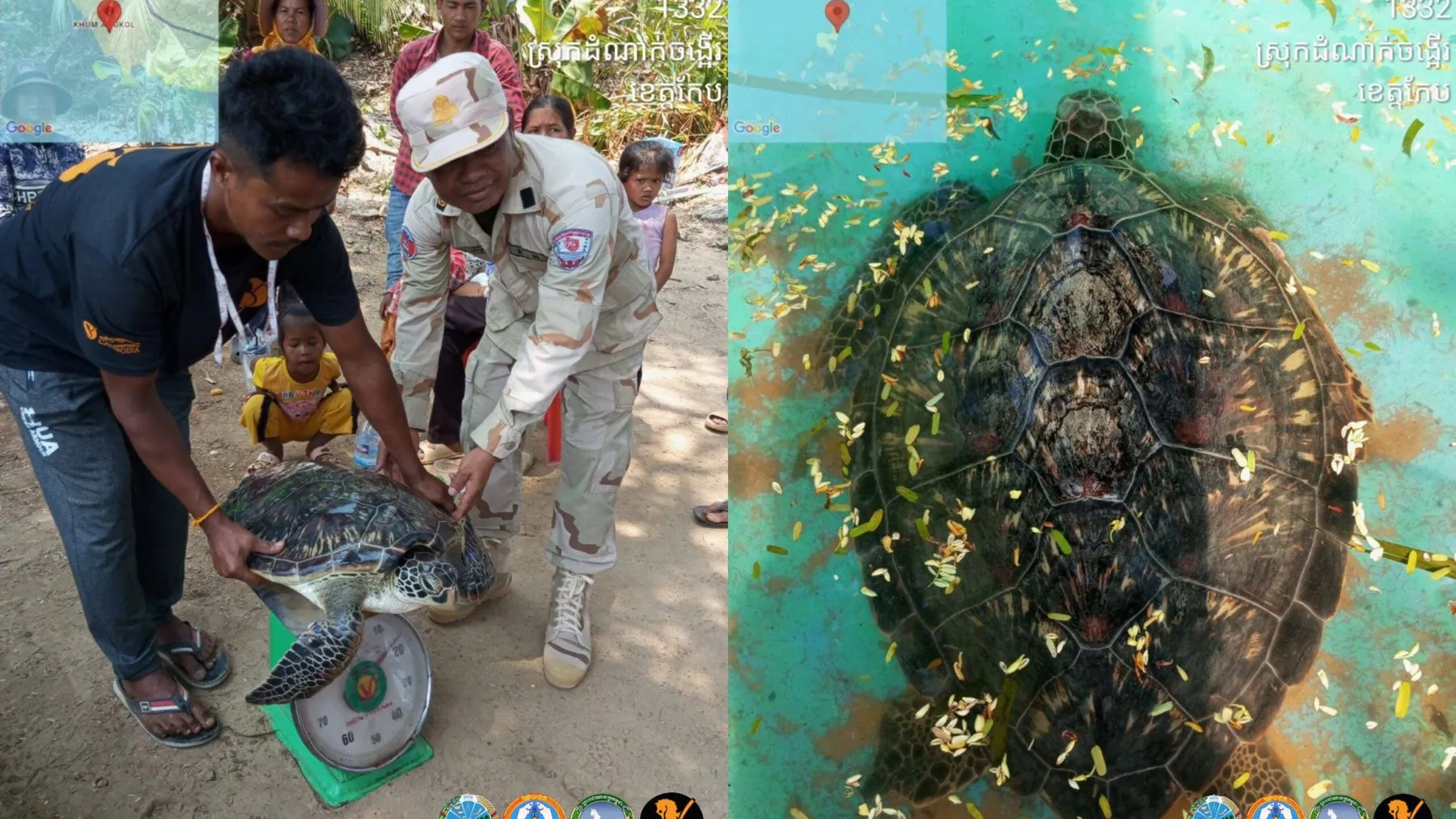 អ្នកអភិរក្សលែងអណ្តើកសមុទ្រប្រភេទល្មិចមួយក្បាលឱ្យត្រឡប់ទៅកាន់សមុទ្រវិញ