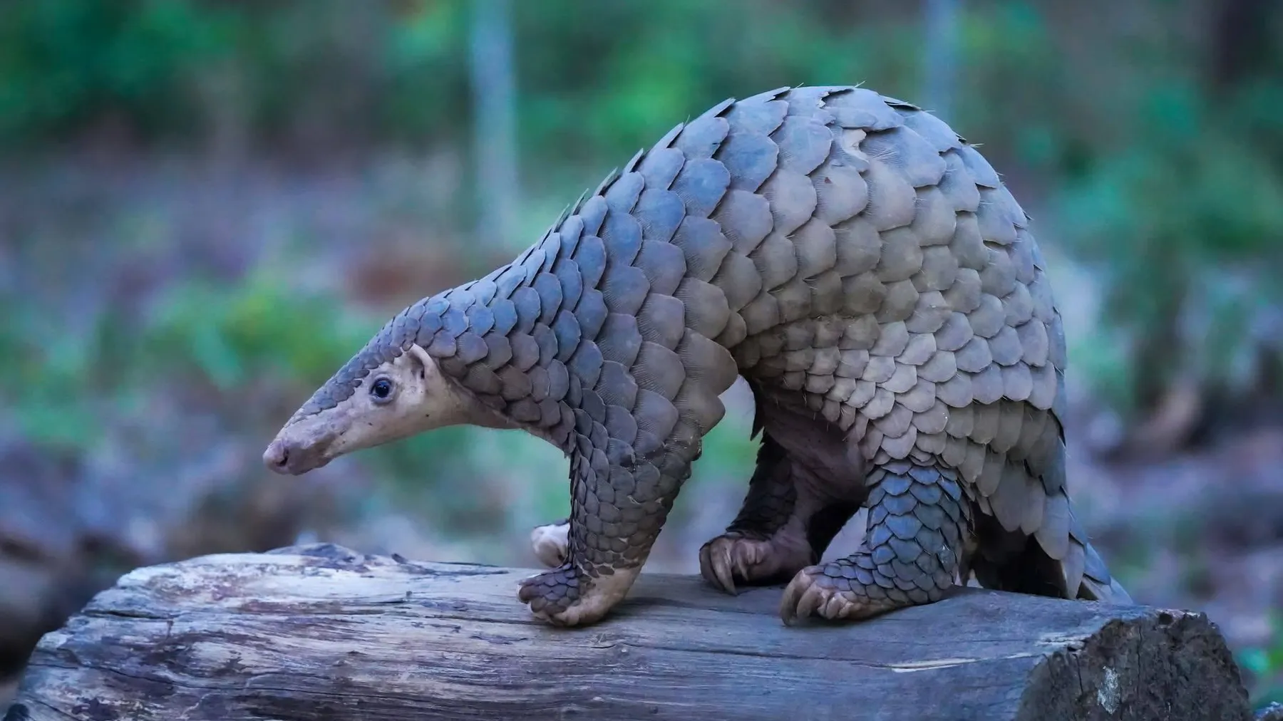 អ្នកអភិរក្សលែងសត្វពង្រូល ដែលជាសត្វកម្រជិតផុតពូជទៅទីជម្រកធម្មជាតិ