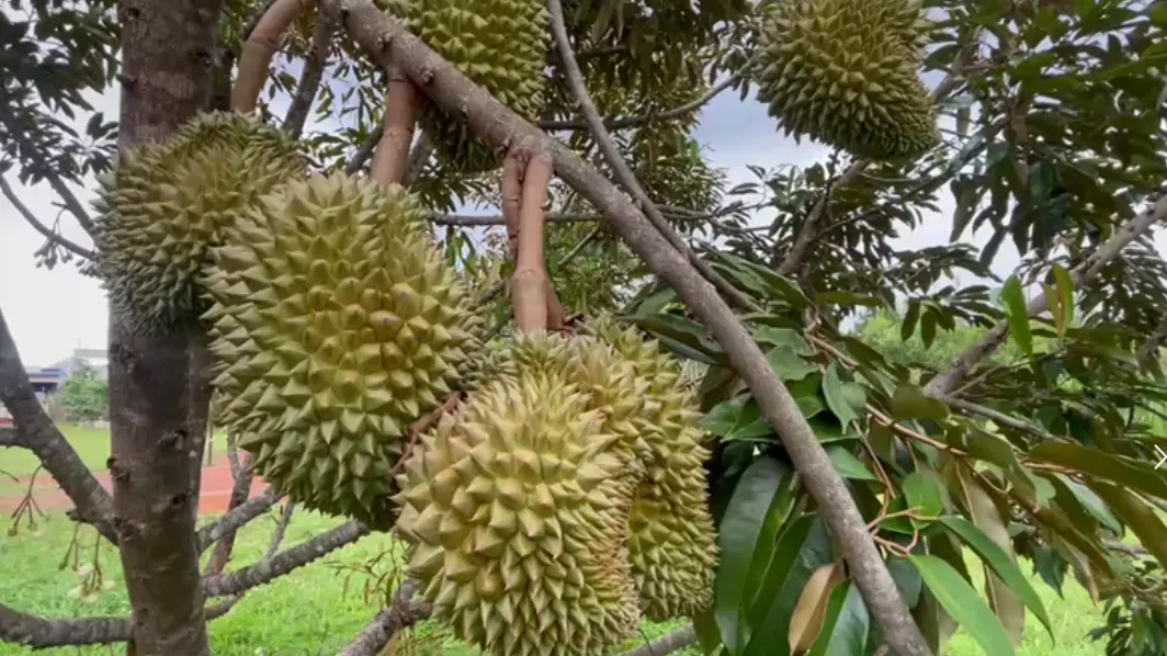 សហគមន៍កសិកម្មទំនើបទុរេនដំបូងបង្អស់នៅកម្ពុជាត្រូវបានបង្កើតឡើងក្នុងខេត្តកំពត