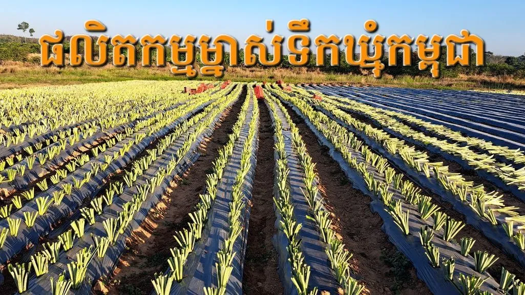 ម្នាស់ទឹកឃ្មុំស្ទឹងត្រែង មរតកកសិកម្មពីសម័យសង្គមរាស្ត្រនិយម