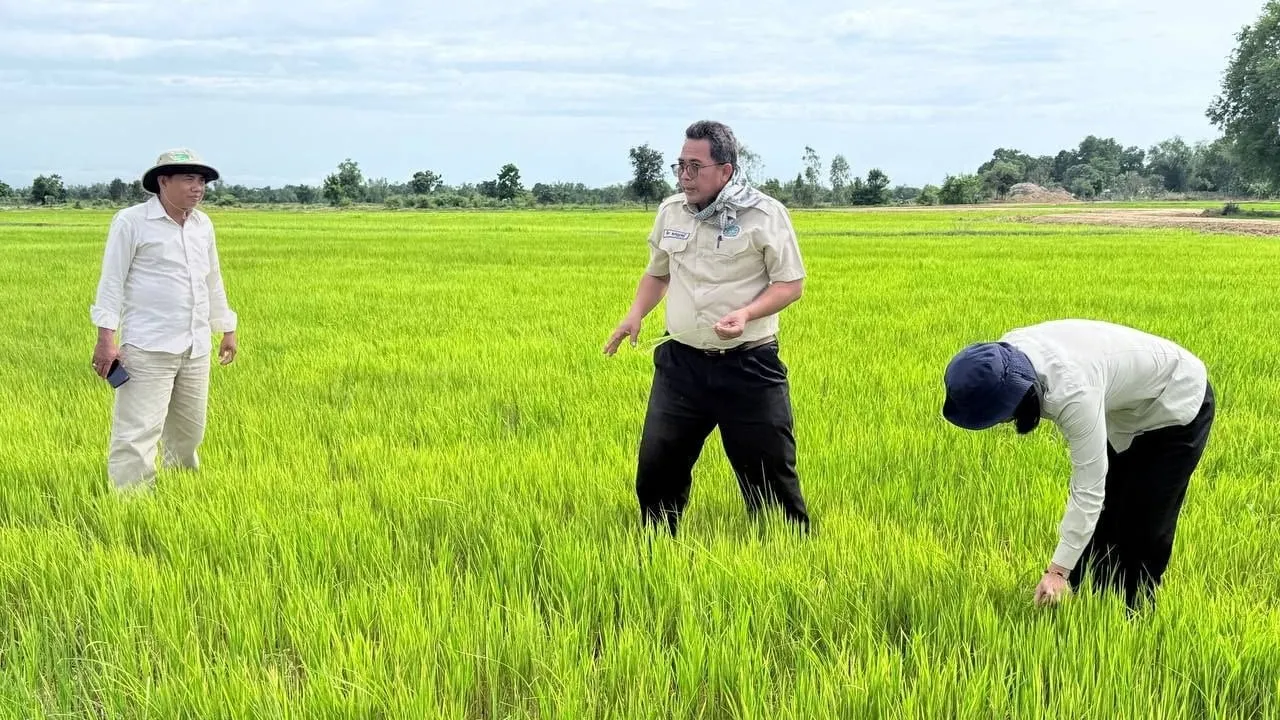 ភ្លៀងធ្លាក់ ជួយសង្គ្រោះស្រូវដែលរងការខ្វះខាតទឹកនៅក្នុងខេត្ត​ចំនួន៣