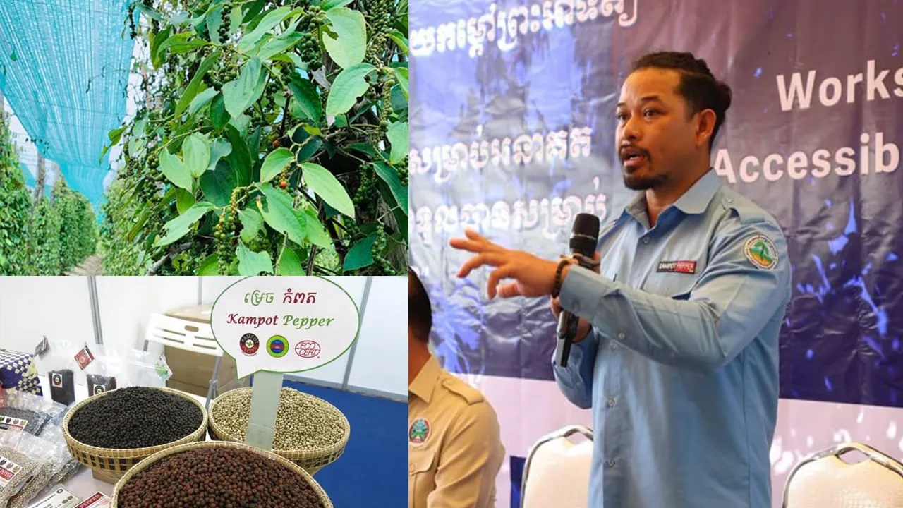 ម្រេចសកំពតថ្លៃដល់ជាង ៣៥ដុល្លារក្នុងមួយគីឡូ ខណៈការប្រមូល ផលបានជាង ៤៤០តោន