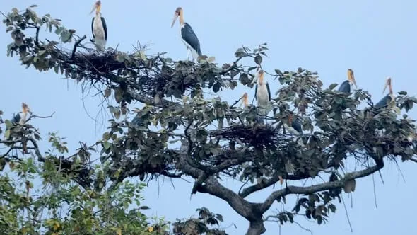 ត្រយងចង្គំកស៦ក្បាល ត្រូវបានលែងឲ្យចូលរស់នៅក្នុងព្រៃធម្មជាតិជាលើកដំបូង