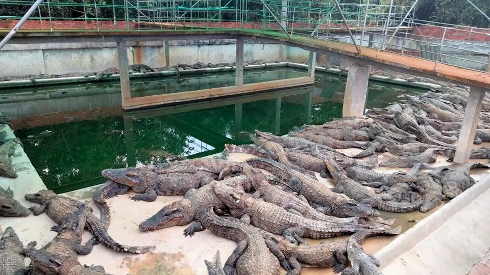 កសិដ្ឋានចិញ្ចឹមក្រពើនៅសៀមរាប និងប៉ោយប៉ែត មានសុវត្ថិភាពខ្ពស់ ទោះមានការលិចនៅតំបន់ជុំវិញ