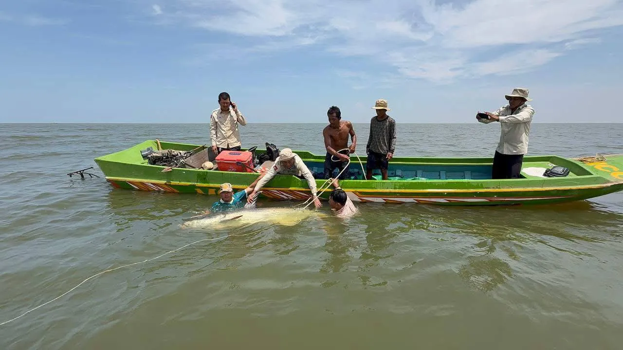 អ្នកអភិរក្សរកឃើញ និងសង្គ្រោះត្រីរាជជិតផុតពូជ ៥ក្បាល លែងចូលបឹងទន្លេសាបវិញក្នុងខែកញ្ញា