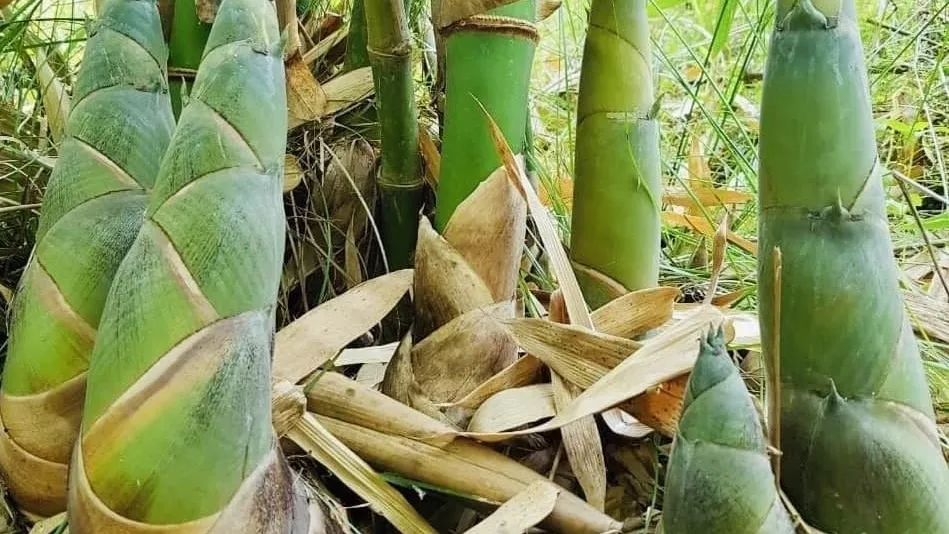 ដំណាំឫស្សីទំពាំងផ្អែម ងាយដាំ ងាយថែទាំ និងងាយទទួលបានទិន្នផលខ្ពស់