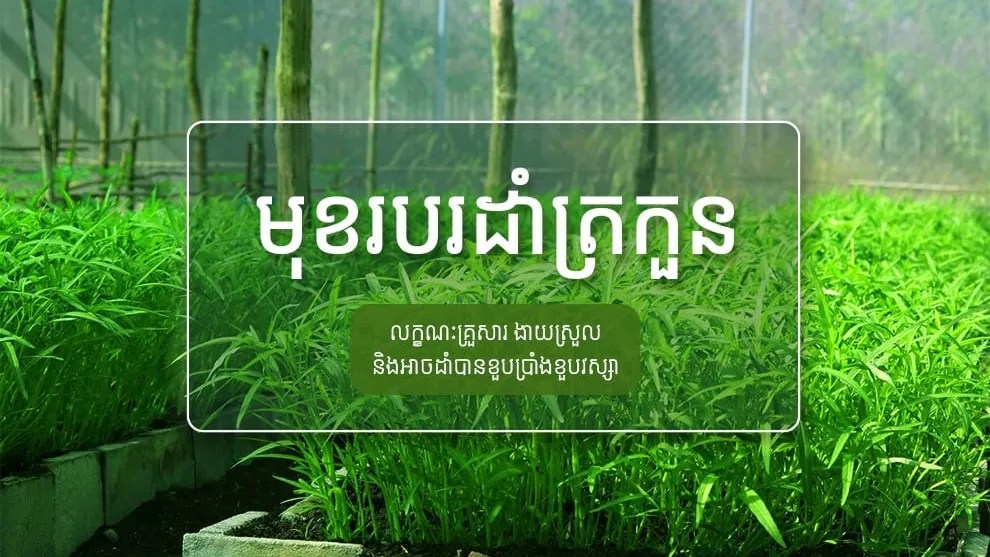 មុខរបរដាំត្រកួនលក្ខណៈគ្រួសារ ងាយស្រួល និងអាចដាំបានខួបប្រាំងខួបវស្សា