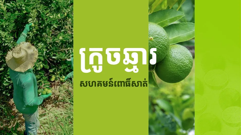 ក្រូចឆ្មារសហគមន៍ពោធិ៍សាត់ កំពុងមានតម្រូវការខ្ពស់តាមរយៈការលក់របស់សហគមន៍