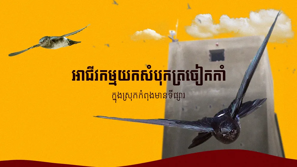 អាជីវកម្មយកសំបុកត្រចៀកកាំក្នុងស្រុកកំពុងមានទីផ្សារ