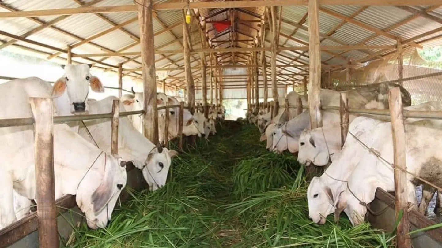 អ្នកជំនាញ​ថា ការចិញ្ចឹមគោ ឬក្របី យកសាច់លក់តាមបច្ចេកទេស កសិករអាចមាន​ឱកាសចំណេញច្រើន