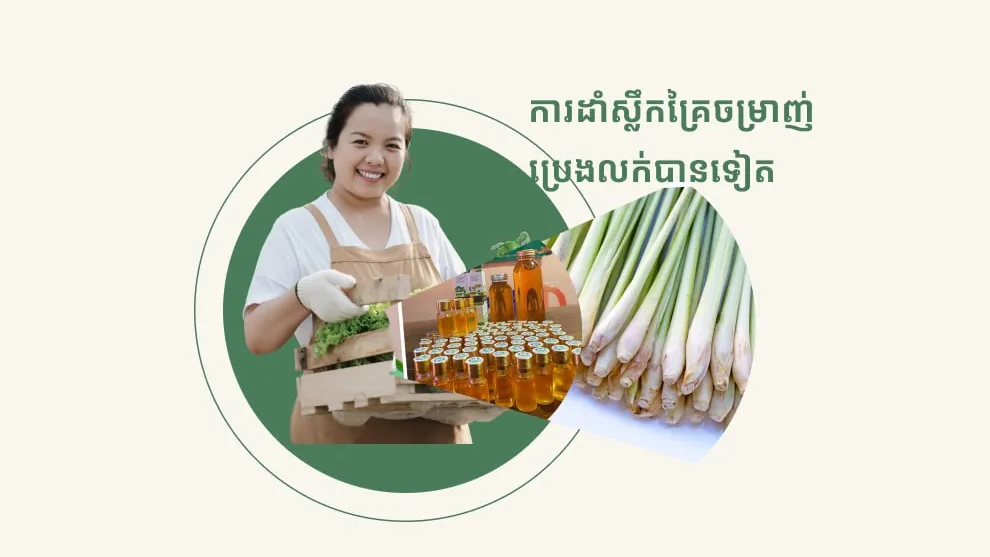 ដាំស្លឹកគ្រៃ លក់បានទាំងដើម ហើយយកស្លឹកចម្រាញ់ប្រេងលក់បានទៀត
