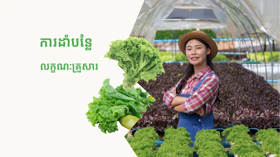 ការដាំបន្លែជាលក្ខណៈគ្រួសារ ទទួលបានបន្លែសុវត្ថិភាពសម្រាប់ទទួលទានផង និងអាចរកចំណូលបានទៀត