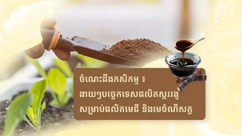 ចំណេះដឹងកសិកម្ម ៖ ងាយៗបច្ចេកទេសផលិតស្កររងូ សម្រាប់ផលិតមេជី និងមេចំណីសត្វ