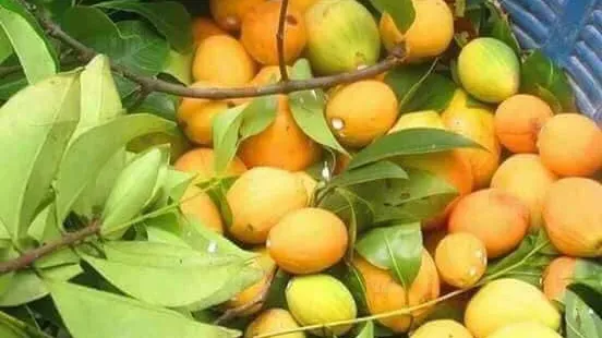 រដូវគុយដល់ហើយ! ប្រជាសហគមន៍ រីករាយនឹងការប្រមូលផល ខណៈតម្លៃវាថ្លៃគួរសមនៅដើមរដូវ