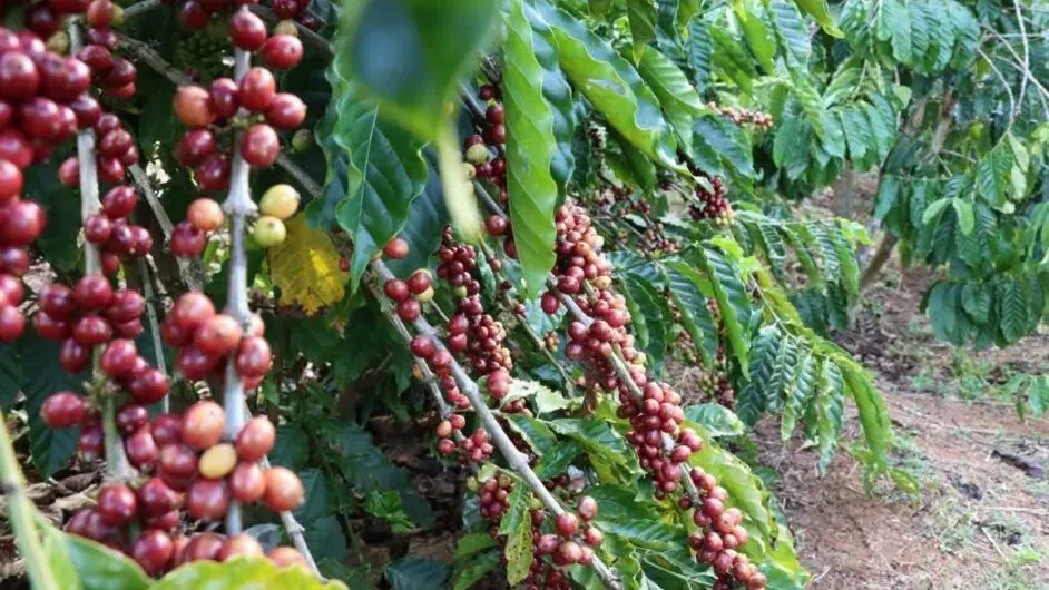 មណ្ឌលគិរី ធ្វើពិពិធកម្មលើដំណាំកាហ្វេ រហូតមានការទទួលស្គាល់គុណភាពពីស្ថាប័នពិភពលោក