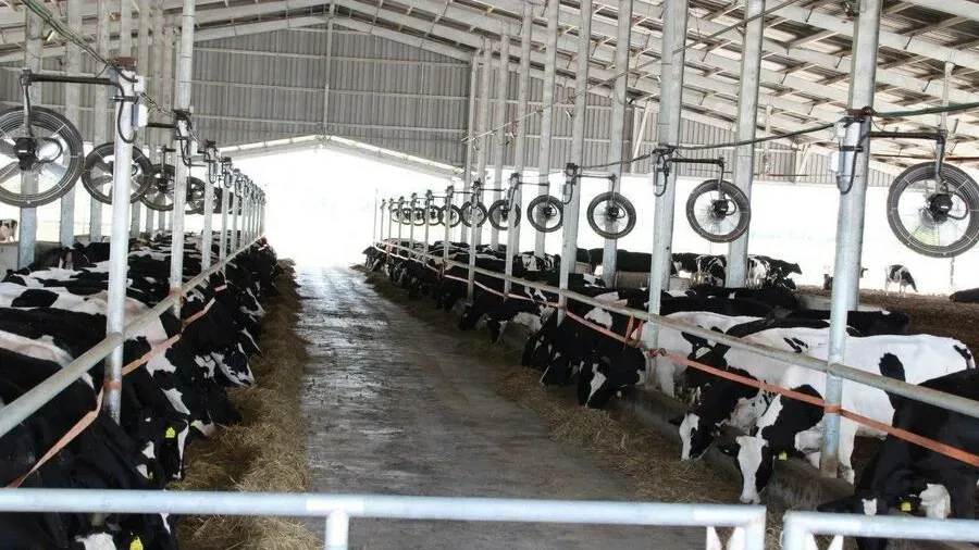 ទឹកដោះគោស្រស់ពីម៉ាឡេស៊ី កំពុងទាញយកចំណែកទីផ្សារនៅកម្ពុជា