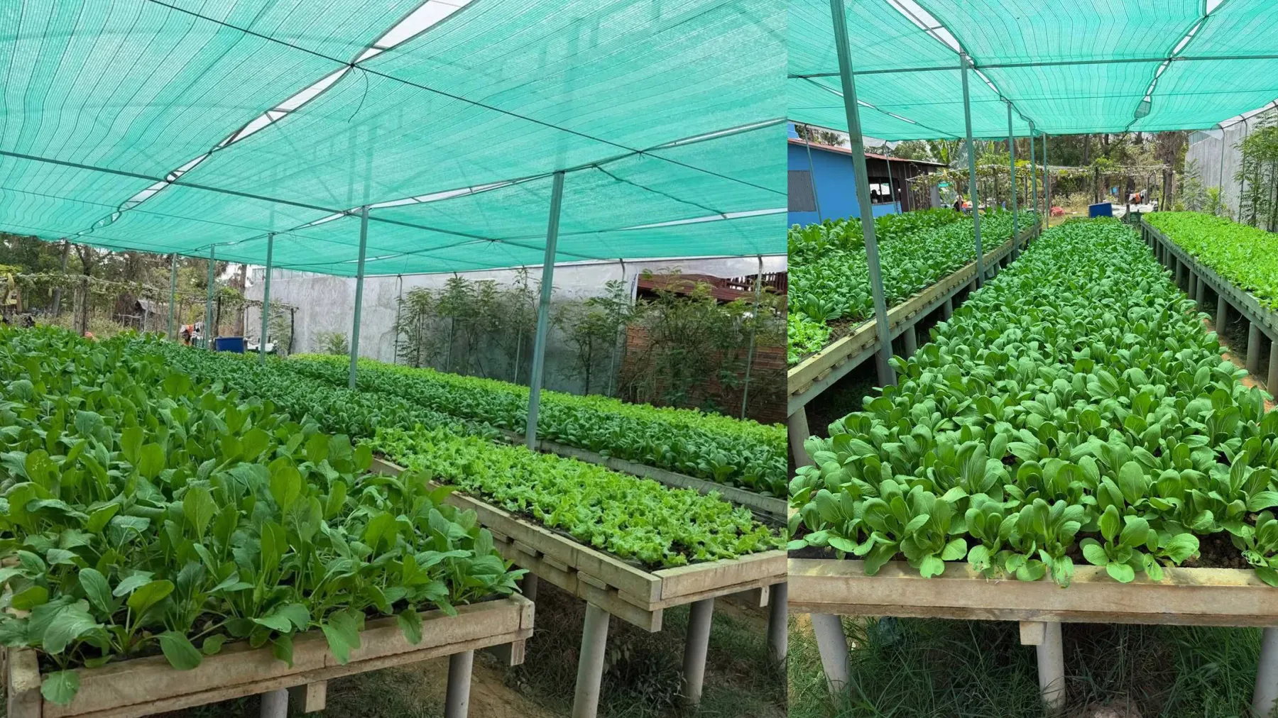 ការ​ធ្វើកសិកម្ម​តាមបែ​បកសិ-អេកូឡូស៊ី ជួយឱ្យកសិករ​​កាត់បន្ថយចំណាយថ្លៃដើម​ និងបង្កើន​ប្រាក់ចំណូល​