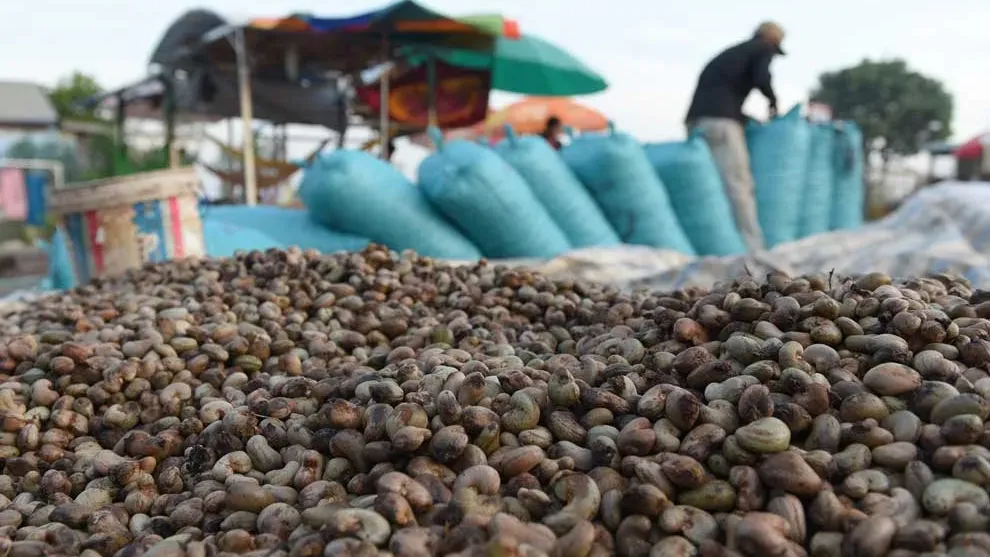 រយៈពេល៣ខែ កម្ពុជានាំចេញគ្រាប់ស្វាយចន្ទីមានតម្លៃជាង ៣៥៨ លានដុល្លារ