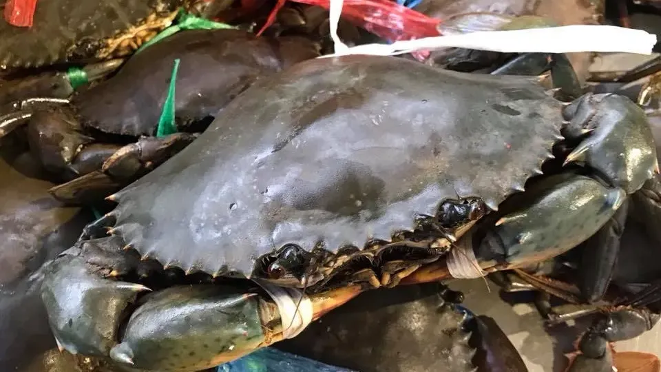 ការចុះបញ្ជី «ក្តាមថ្មកោះកុង»ជាម៉ាកសម្គាល់ភូមិសាស្ត្រទំនិញ ជួយបង្កើនគុណតម្លៃ ប្រាក់ចំណូល និងលើកកម្ពស់ជីវភាពរបស់ប្រជាសហគមន៍