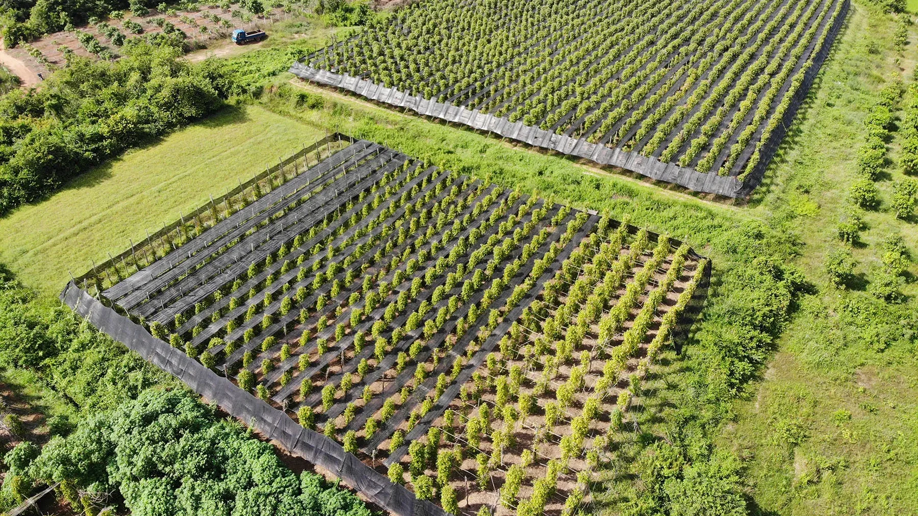 តម្លៃម្រេច​កំពត​ឡើងថ្លៃ​ ខណៈទិន្នផលធ្លាក់ចុះ​ក្នុងឆ្នាំ ២០២៦ នេះ​