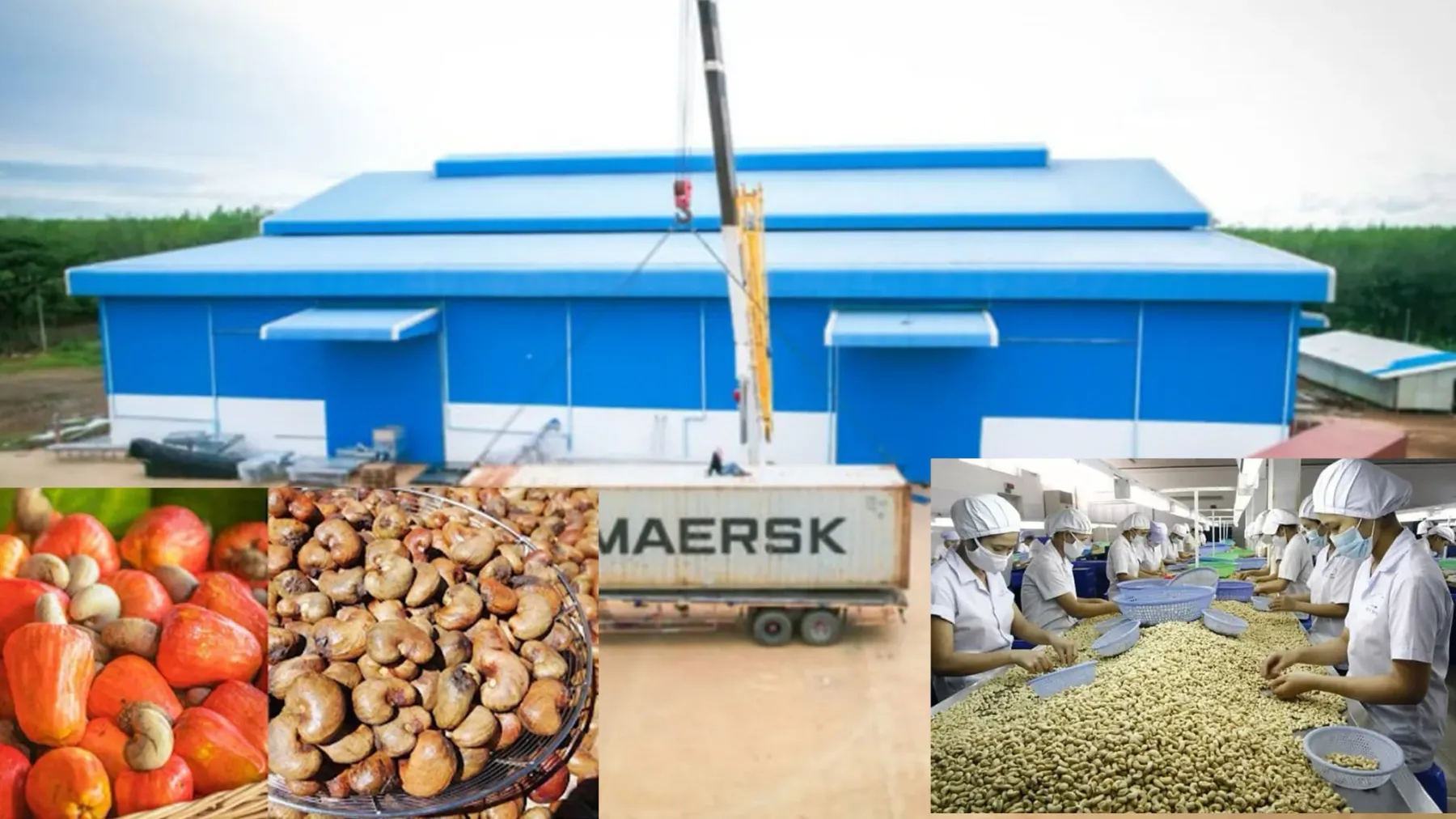 ការវិនិយោគលើរោងចក្រកែច្នៃ គឺជាកម្លាំងចលករដ៏សំខាន់ក្នុងការជំរុញខ្សែច្រវាក់តម្លៃស្វាយចន្ទីកម្ពុជា