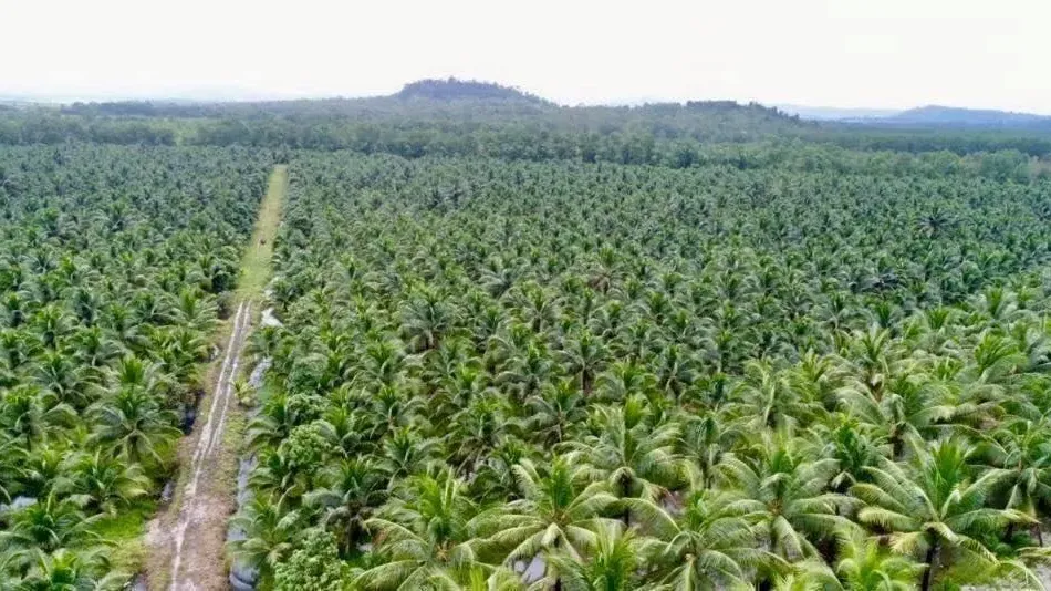 ក្រុមហ៊ុន​ចម្ការដូងប្រេង​របស់​អ្នកឧកញ៉ា ម៉ុង ឬទ្ធី ចំណាយប្រាក់ជាង ​១៨ លានដុល្លារ​ទៅលើ​កម្លាំង​ពលកម្ម និងថែទាំ ក្នុងមួយឆ្នាំ​