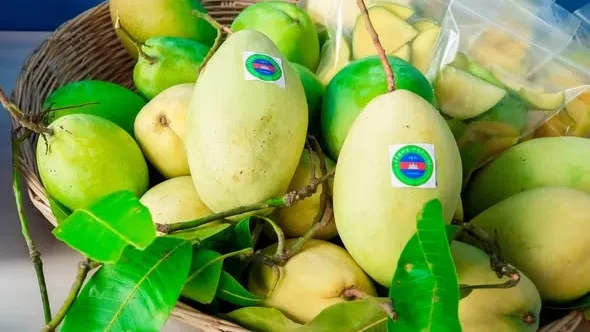 ស្វាយកែវរមៀតនៅឧត្តរមានជ័យ រំពឹងថា នឹងមានទីផ្សារ និងតម្លៃល្អ ក្រោយចុះបញ្ជី GI