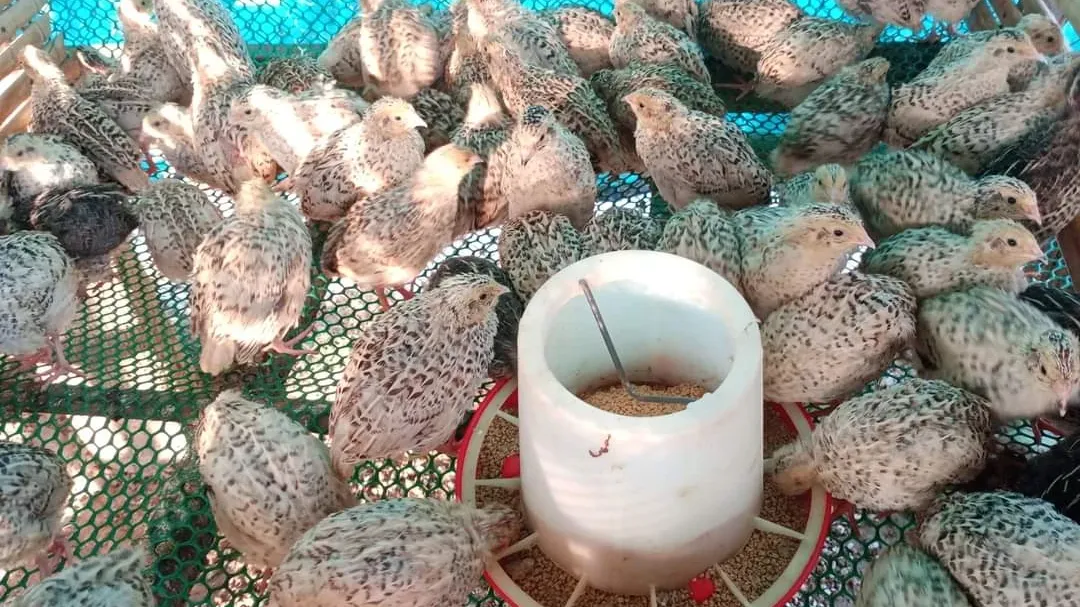 មុខរបរចិញ្ចឹមគ្រួច ឆាប់បានទទួលផល ហើយរកចំណូល​បានខ្ទង់ពាន់ដុល្លារក្នុងមួយខែៗ