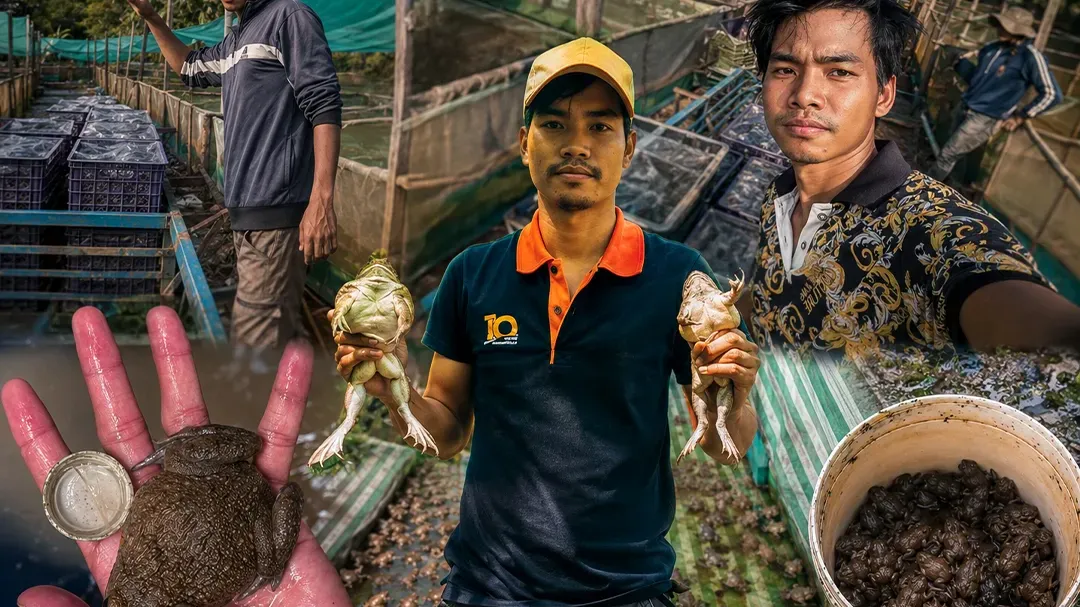 កសិករ ​សេល ​រក្សា​ ​អាច​រក​ចំណូល​បាន​ដល់​ ​៣០០០​ ​ដុល្លារ​/​មួយ​ខែ ​ពីរបរ​ចិញ្ចឹម​កង្កែប