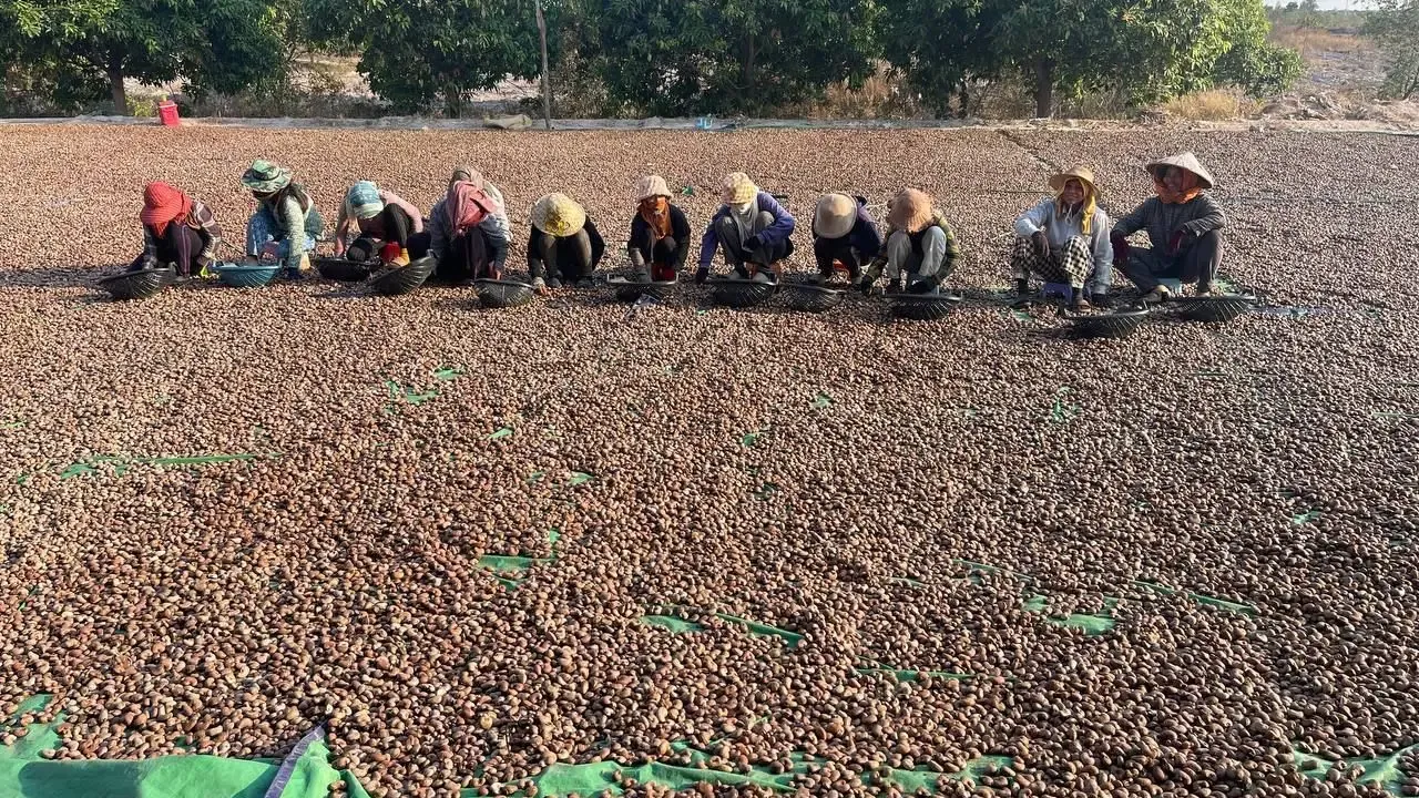 កម្ពុជា រកចំណូលបានជាង ១,៧០០លានដុល្លារអាម៉េរិក ពីការនាំចេញគ្រាប់ស្វាយចន្ទីឆៅ