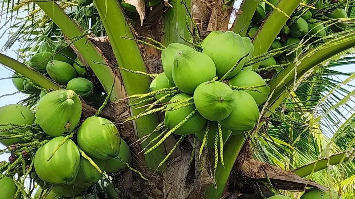 ដូងខ្មែរមានទីផ្សារល្អ និងប្រយោជន៍សម្រាប់សុខភាព ប៉ុន្តែការផ្គត់ផ្គង់នៅមិនទាន់ឆ្លើយតបតម្រូវការ