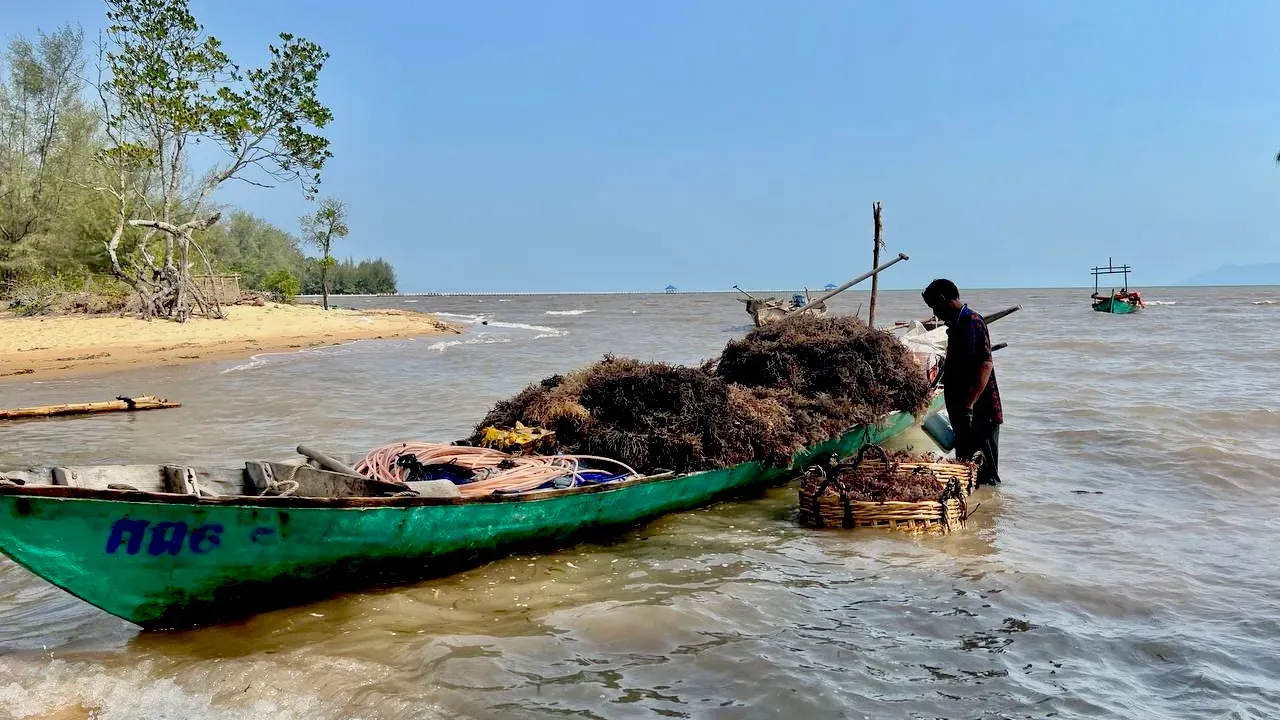 ទីផ្សារ​ចិន​ជួយ​ឱ្យ​កសិករនៅខេត្ត​កំពត​ត្រឡប់​មក​ដាំ​សារាយ​សមុទ្រ​វិញ​
